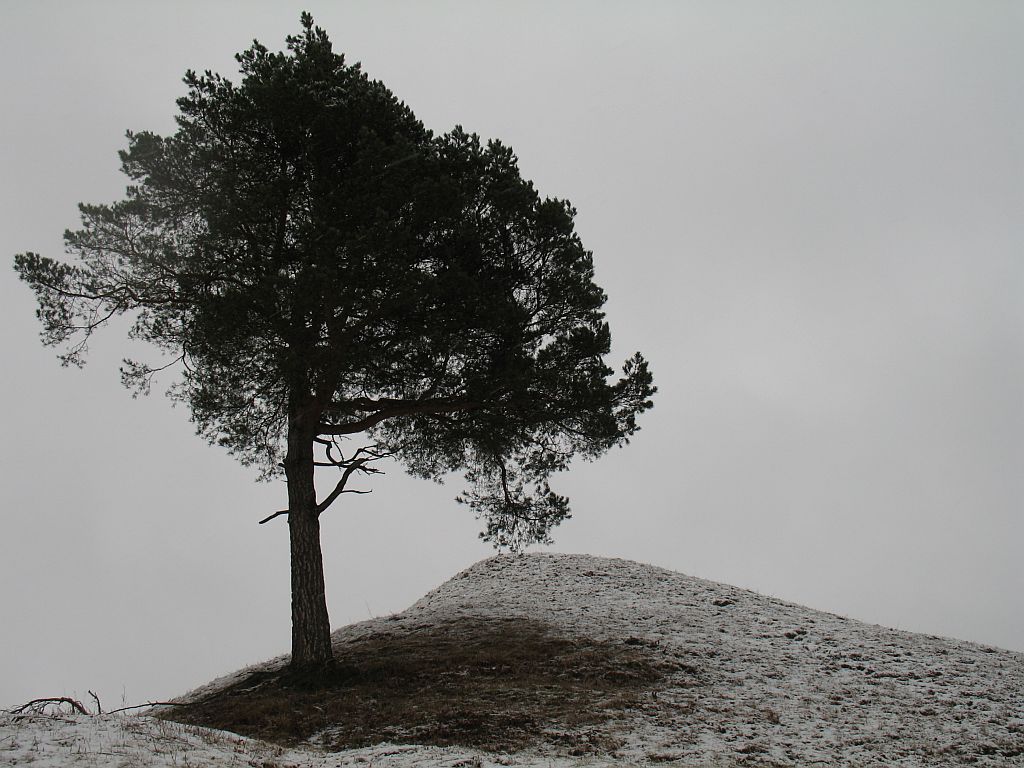 Windows tree