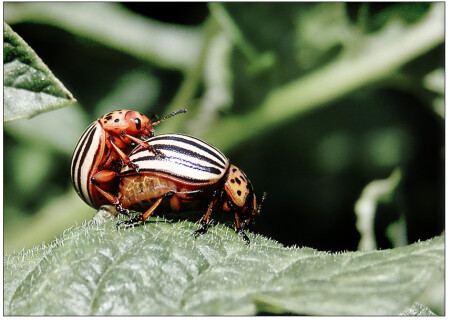 Колорадская любовь!:)