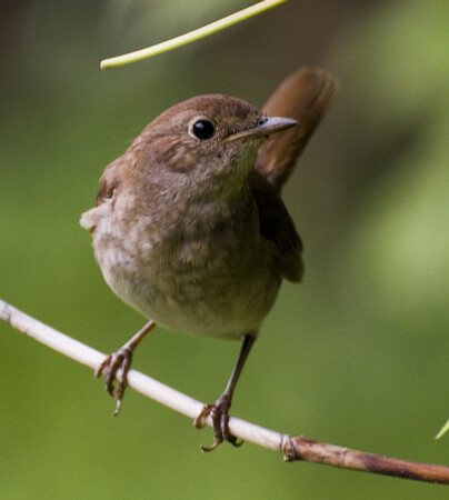 Соловей российский - славный птах..