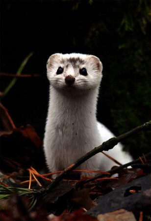 Ласка в межсезонье