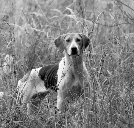 Вольный охотник