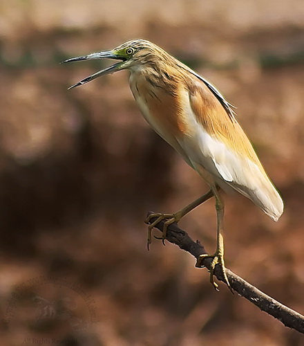 Желтая цапля (Ardeola ralloides)