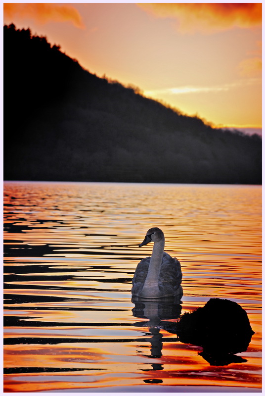 swan at dusk