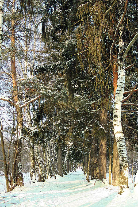 дорога в сказку