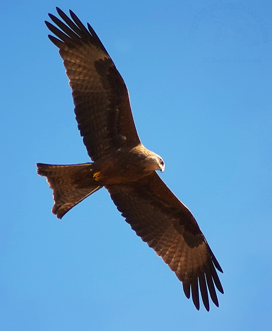 Черный коршун (Milvus migrans)