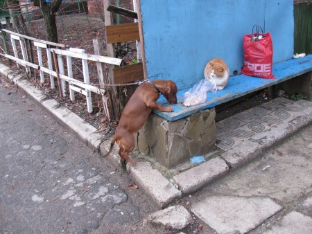 А тебя лучше кормят Вася.