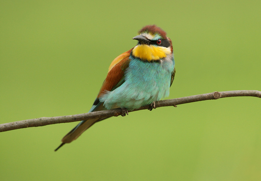 Щурка золотистая (Merops apiaster) 