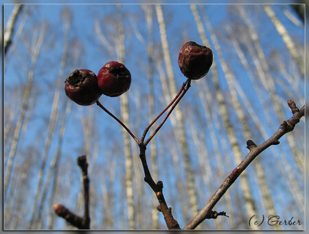 Как-то по весне...