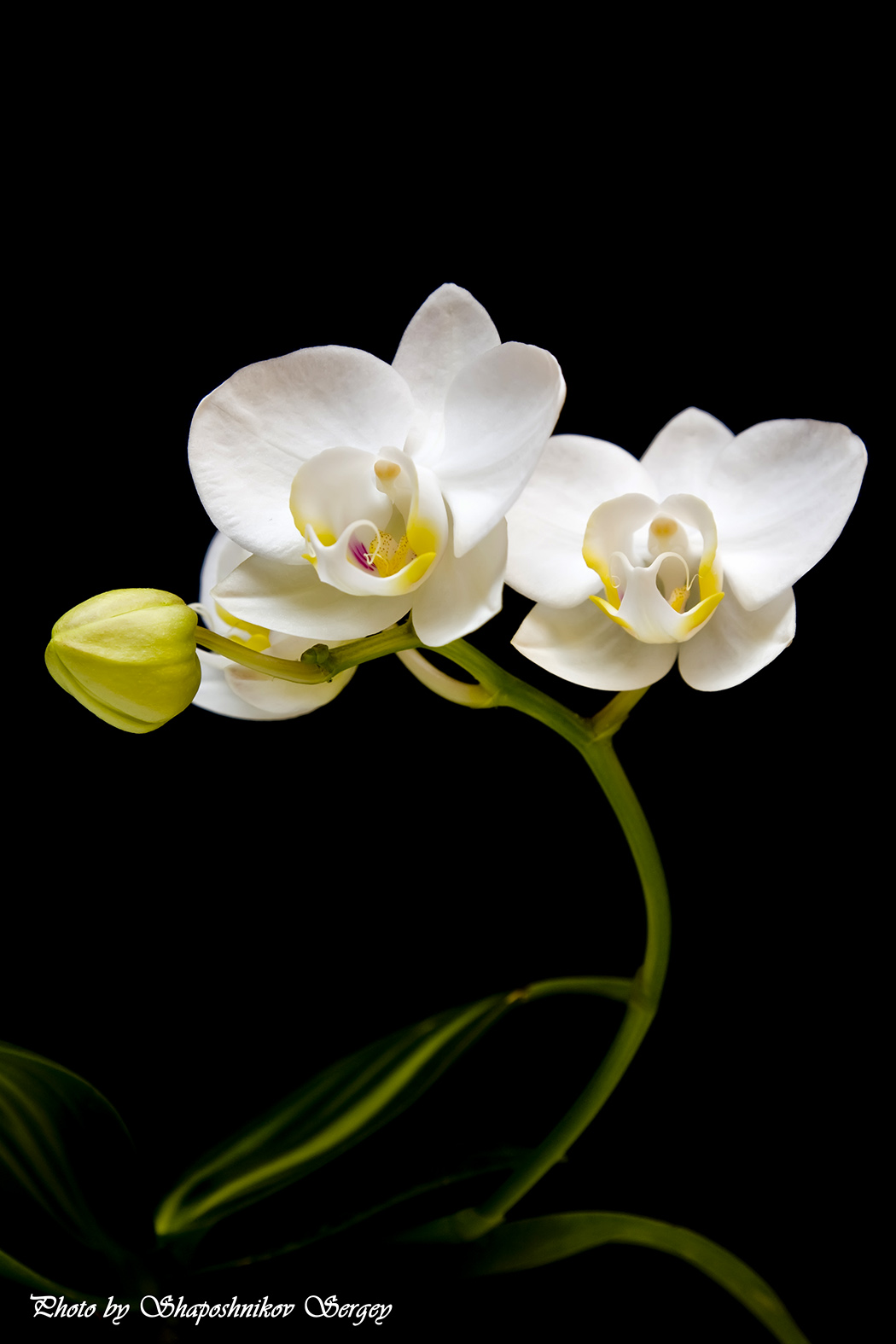 Phalaenopsis amabilis 2