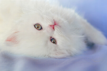 Белый и пушистый