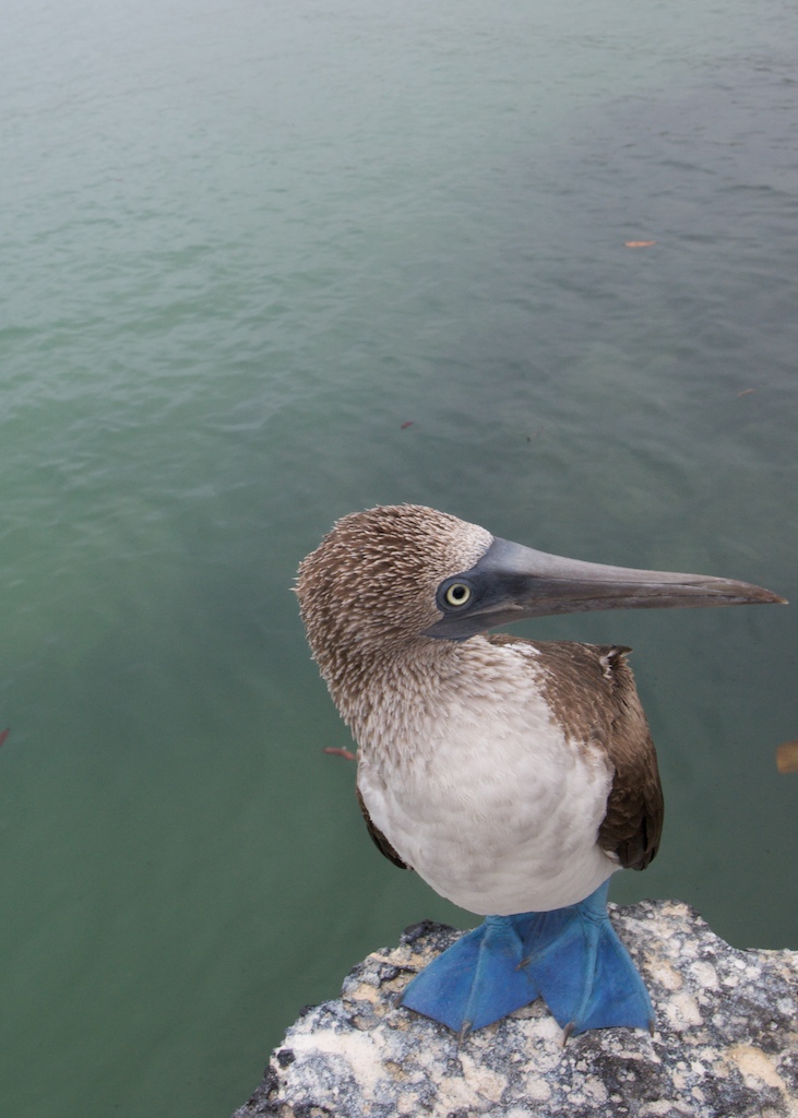 Blue booby