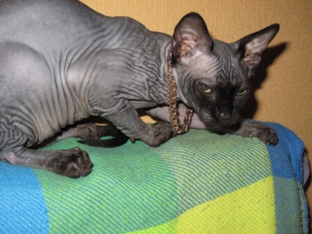 Авторитетный...