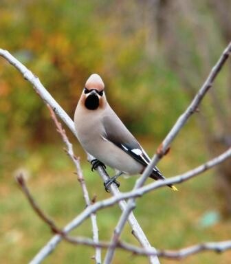 глаза в глаза