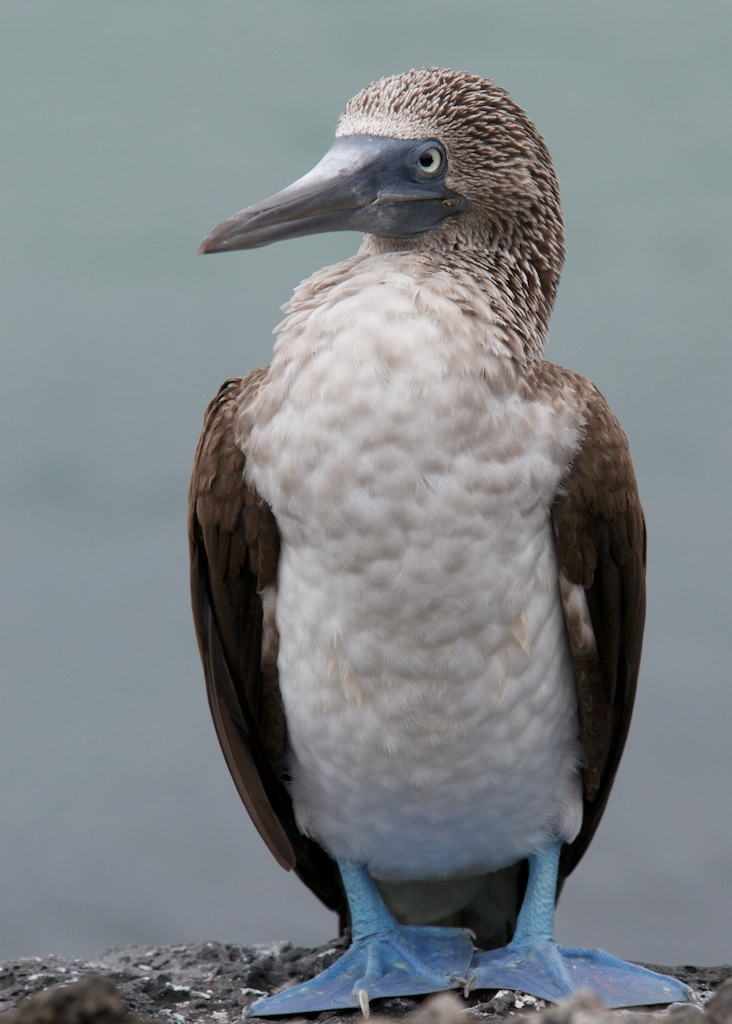 Blue booby