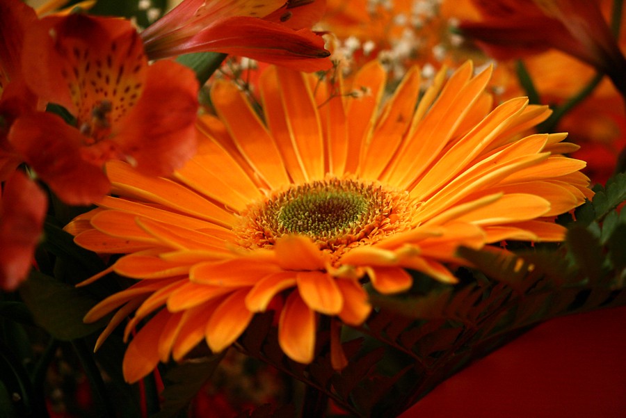 orange flower