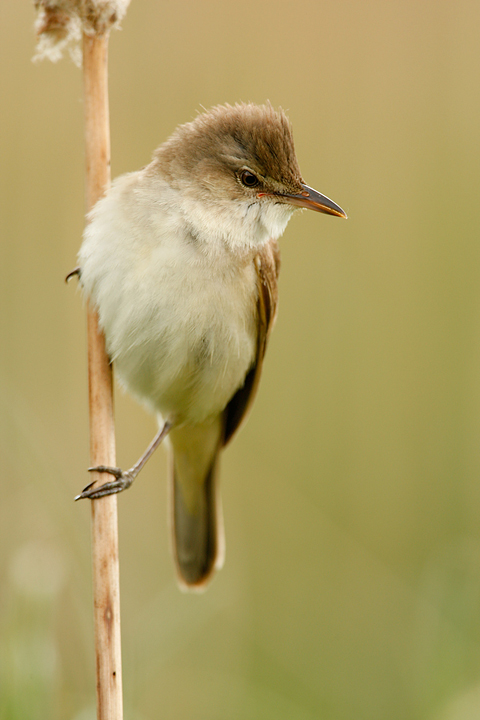 Дроздовидная камышовка (Acrocephalus arundinaceus)