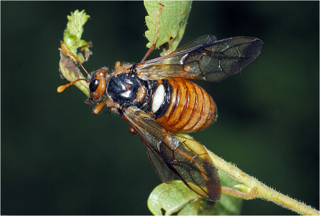 Цимбекс березовый