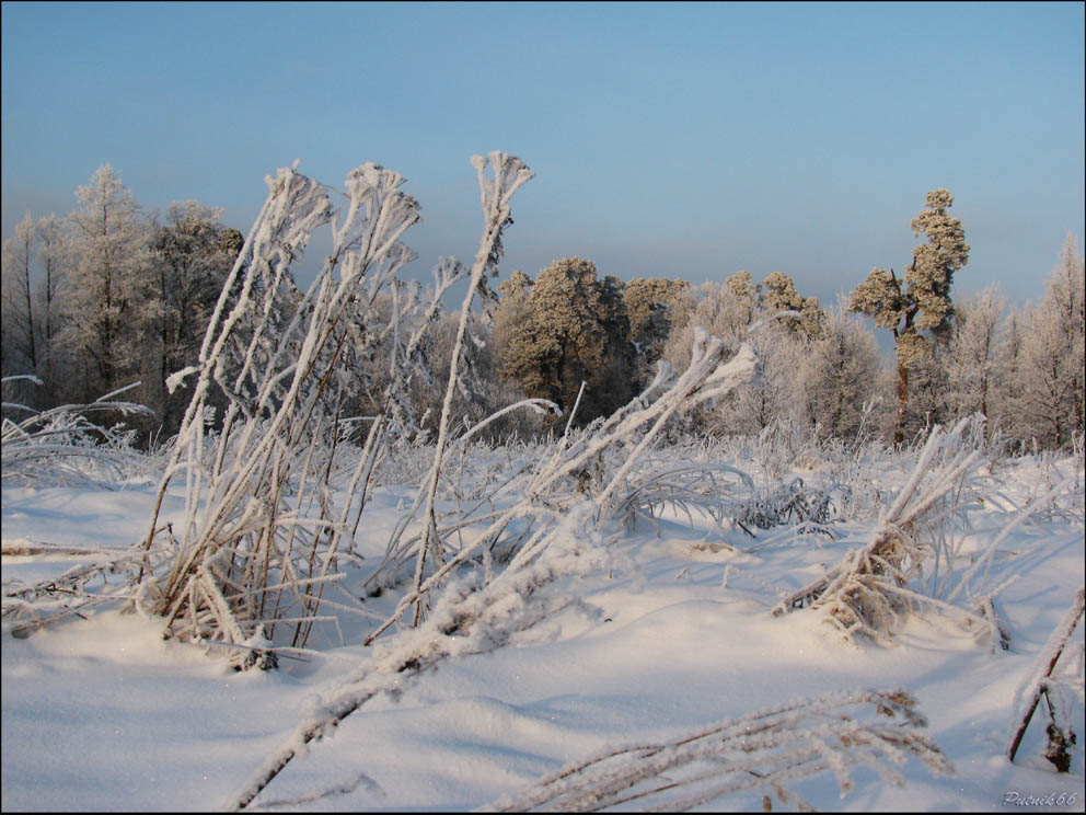 Заморозки