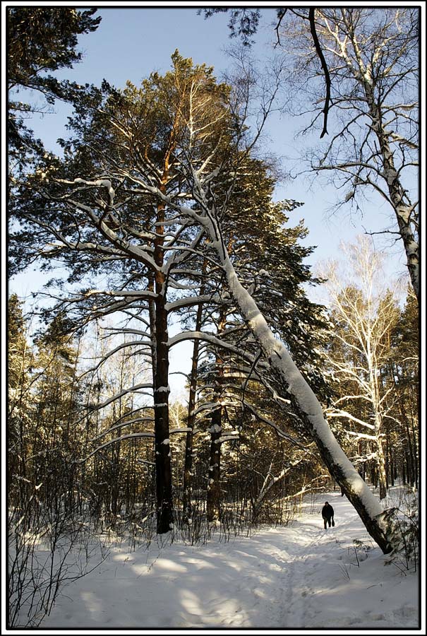 Лесная тропа