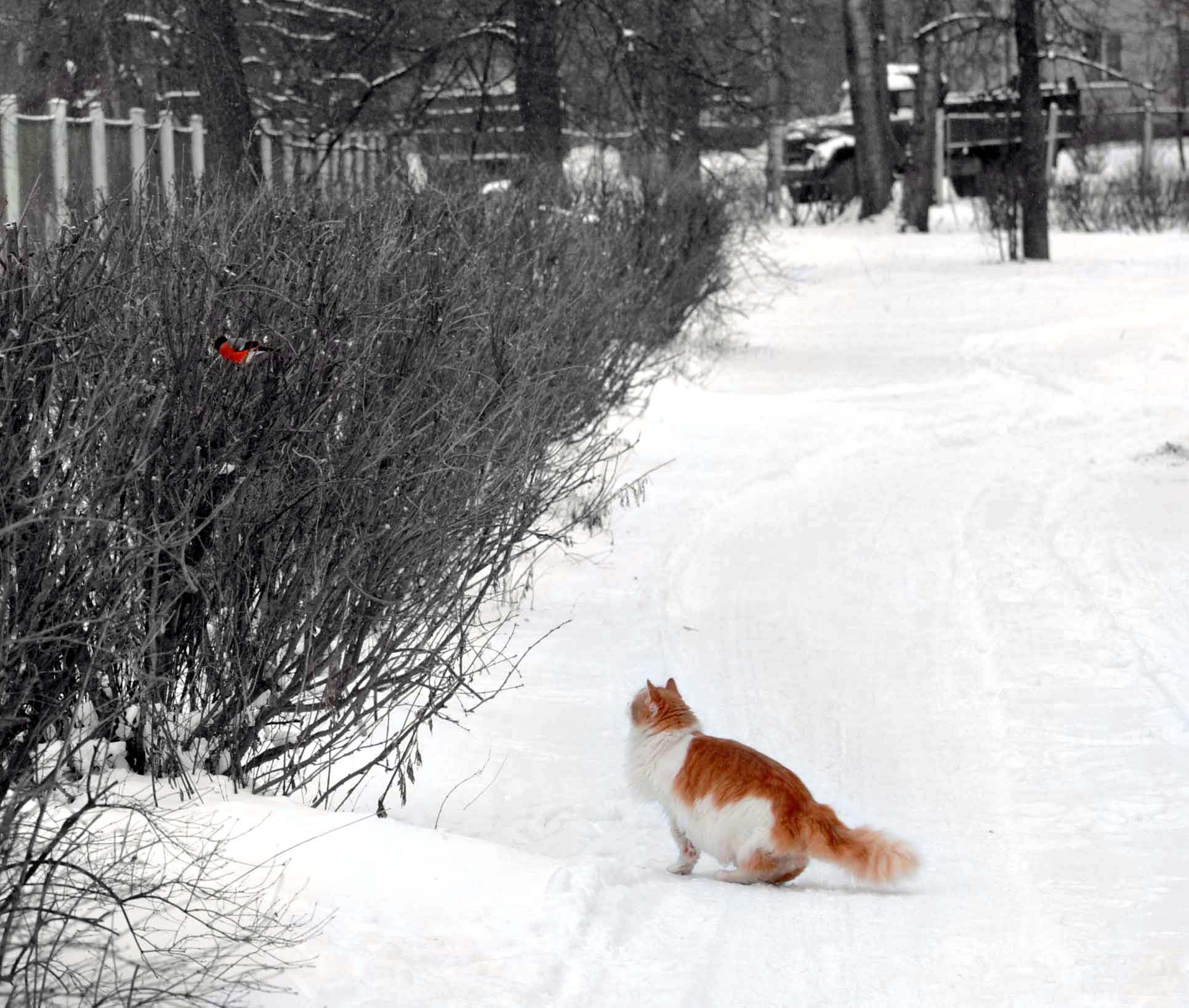 снегири и кошки