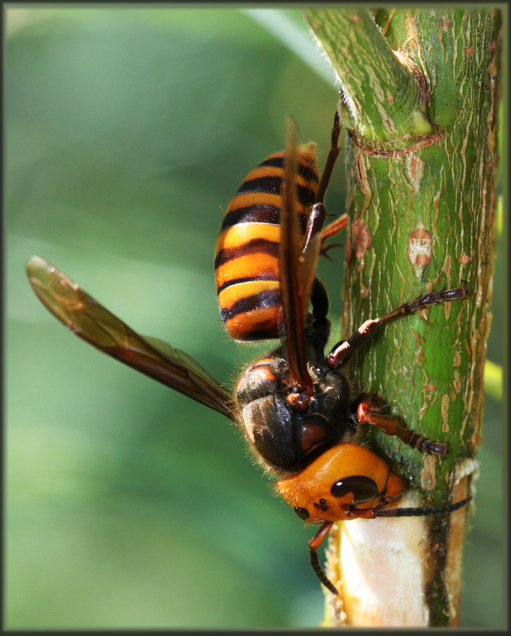 Vespa mandarinia 