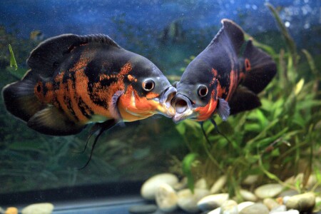 Поцелуй меня нежно