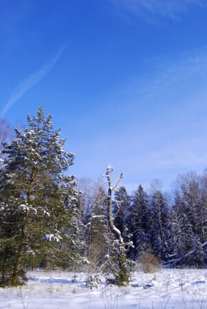 сказочный лес