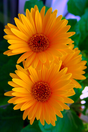 Жёлтое чудо