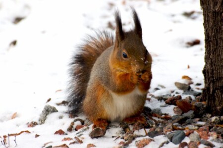 Скандинавская белка.