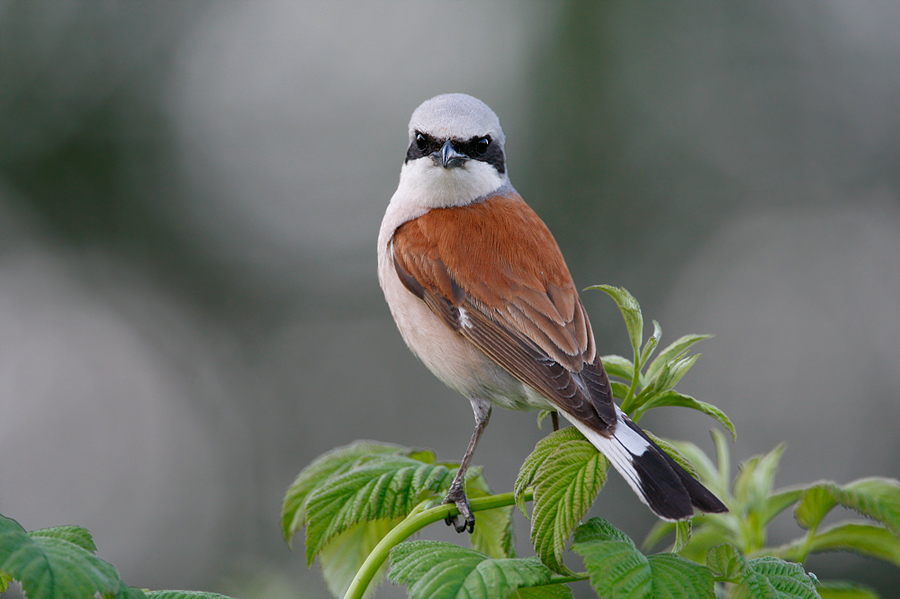 Обыкновенный жулан (Lanius collurio) 