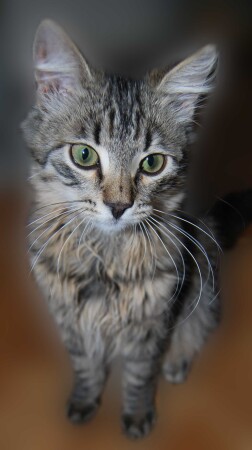 Без названия №1