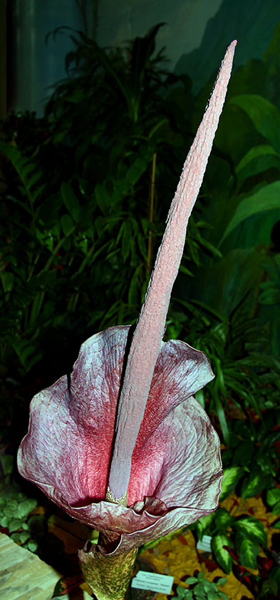 Amorphophallus rivieri