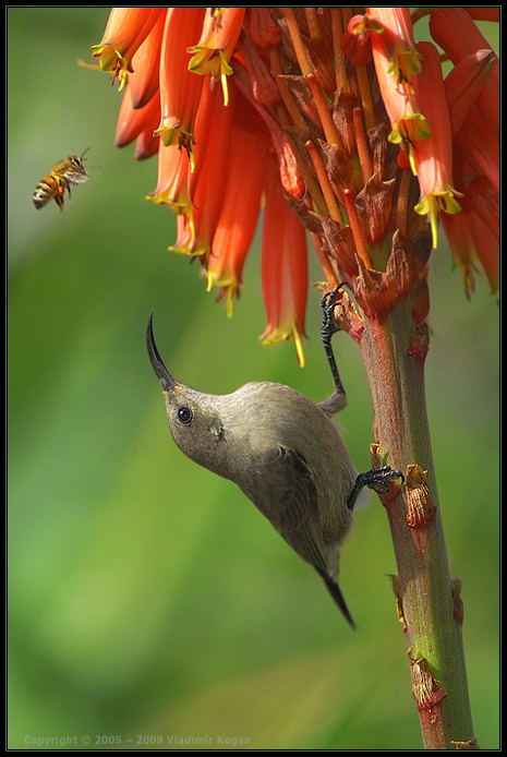 Be careful – bee!