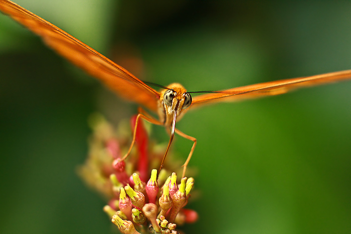 Orange butterfly