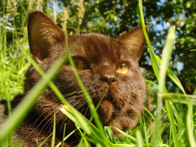 Мой кот радуется природе.