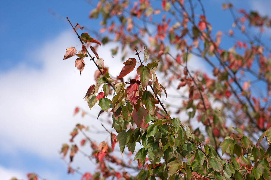 Autumn colours