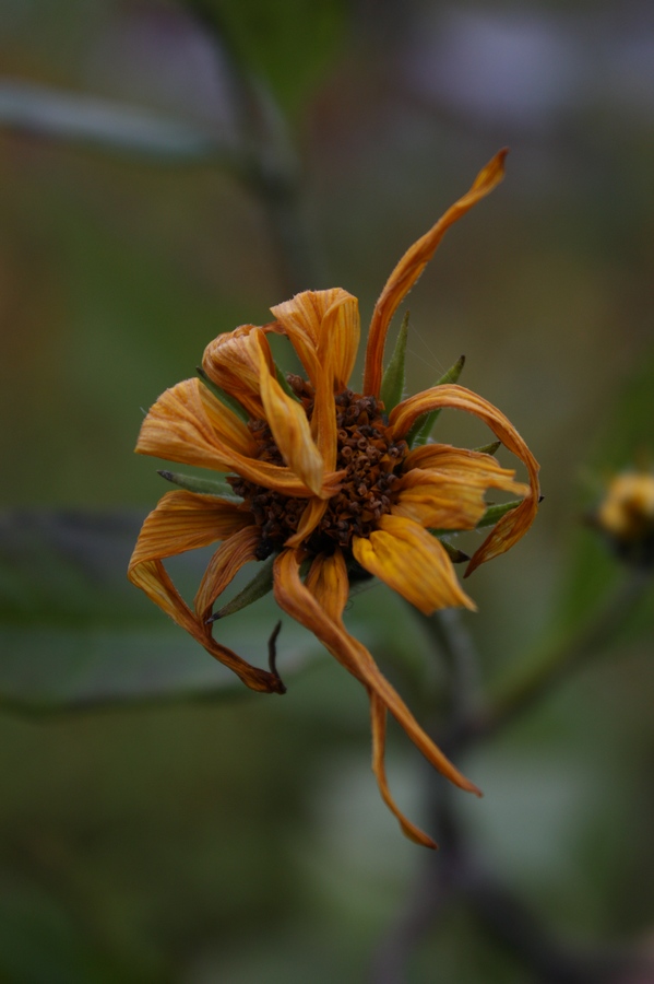 Неудавшийся Sunflower...