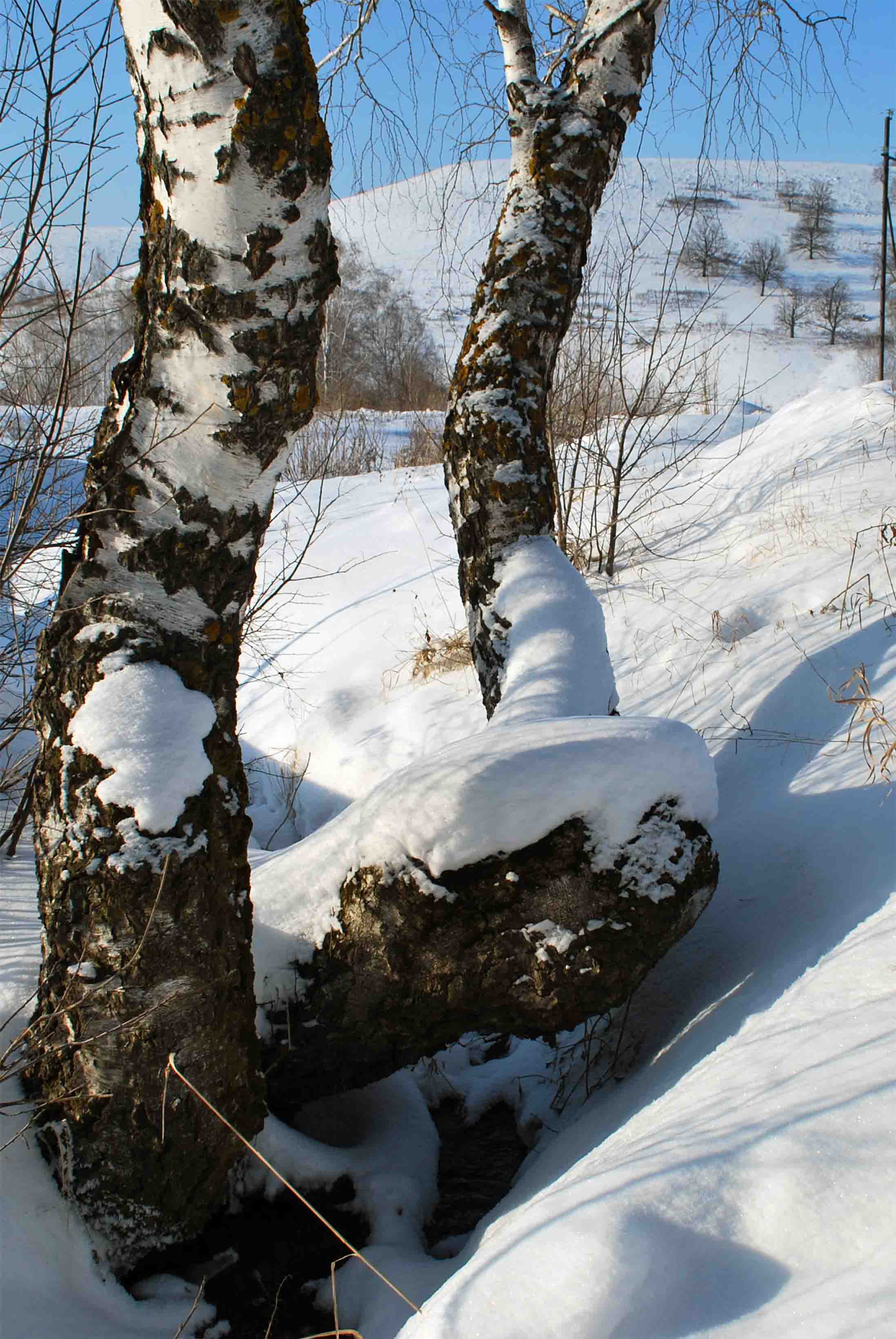 Березы во снегу