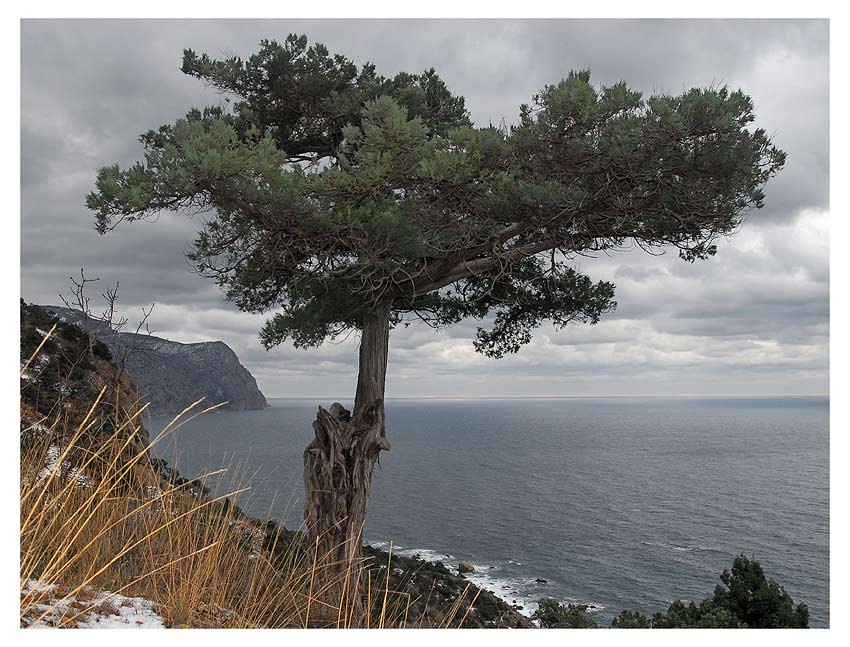 Можжевельник высокий (Juniperus excelsa)