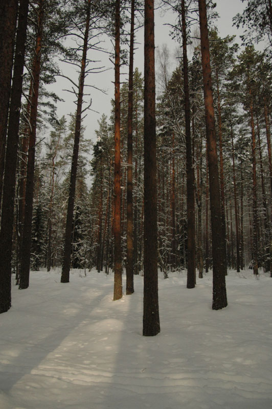 зимний лес