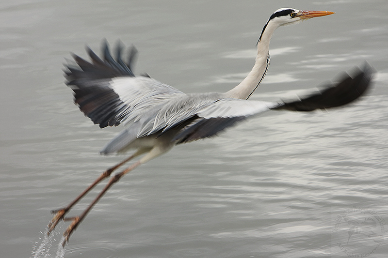 Серая цапля (Ardea cinerea)