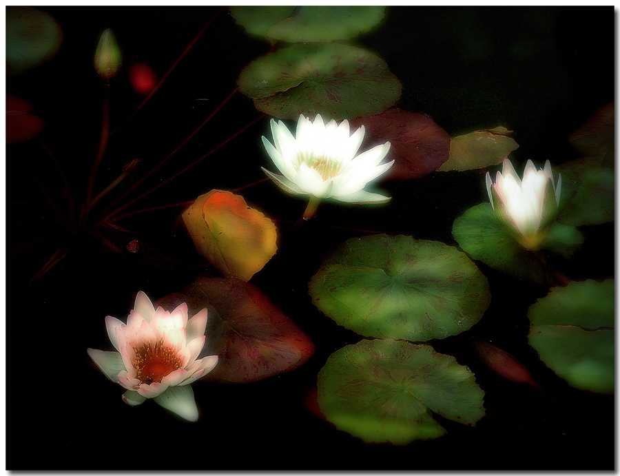 Lotus flowers