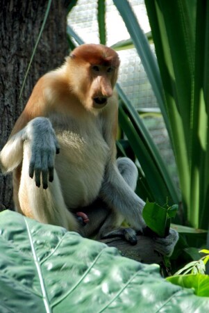 Singapore Zoo.