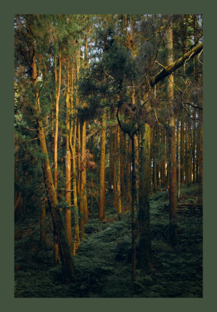 Кипарисовый лес