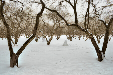 Сон яблоневого сада
