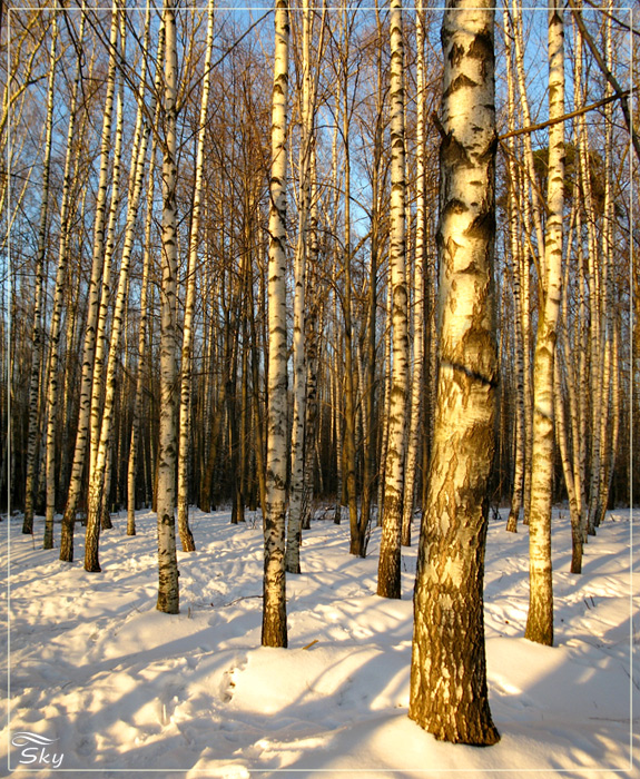 Январская роща