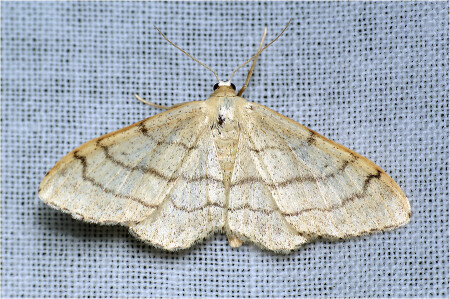 Пяденица малая дождевая