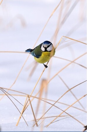 А фамилья его - Сини Цын :)