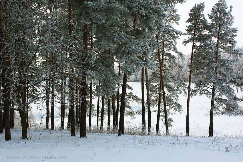 Сосны