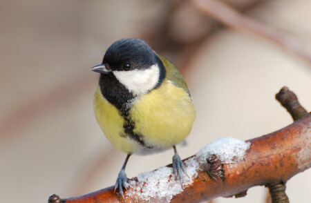 « …. кто ты чудовище….»